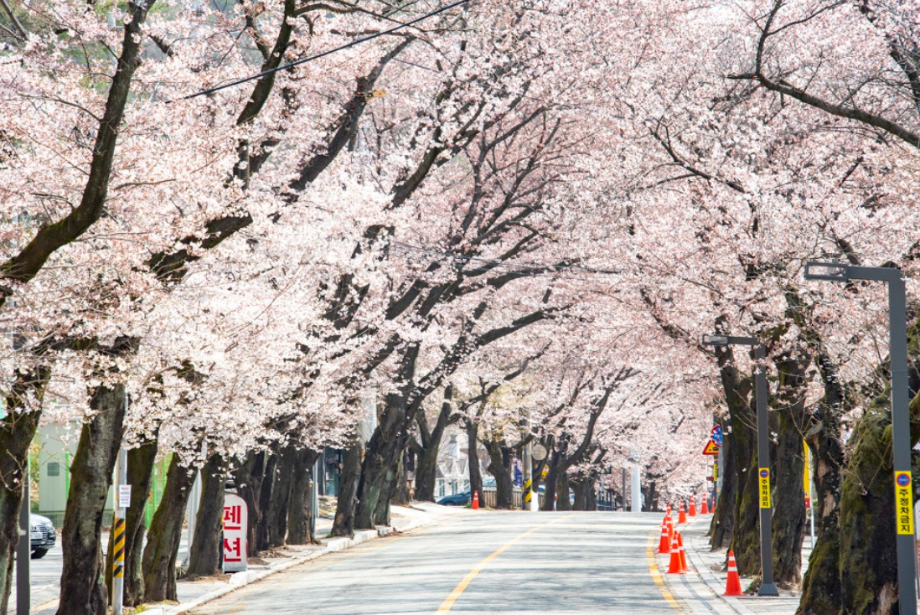 계룡산 벚꽃축제